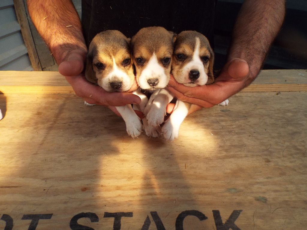 Des Pres De La Mitonniere - Beagle - Portée née le 07/07/2018